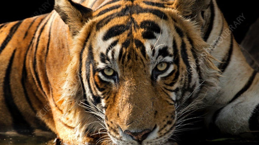 Charles was rooted to the pot.