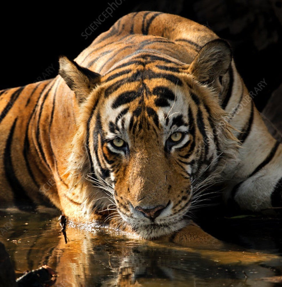 Charles was rooted to the pot.